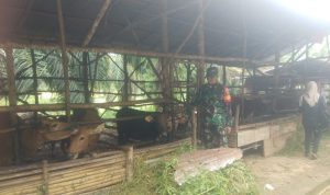 Dukung Ketahanan Pangan Nasional, Babinsa Koramil 04/Gumeg Pantau Peternakan di Desa Sidomulyo